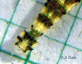 Hemiclepsis marginata - tělo dorzoventrálně zploštělé (délka = 25 mm) - na hřbetní