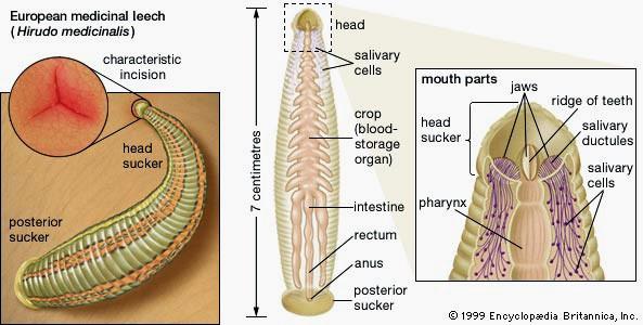 Trávicí soustava: ústní otvor, svalnatý hltan (= sací aparát), jícen s vyústěním slinných žláz, žaludek s párovými divertikly
