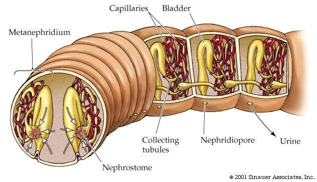Vylučovací soustava: párové metanefridie v 10 až 17 článcích Do coelomu se otevírá pár obrvených