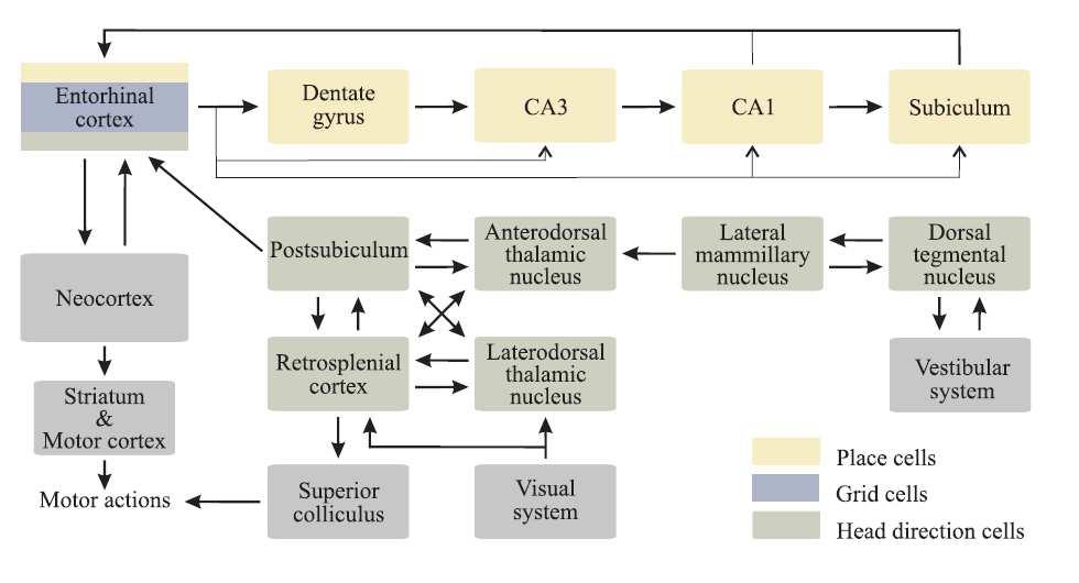 3. Neurální substrát prostorové orientace rodent navigation circuit Mozkové struktury obsahující výše zmíněné typy neuronů (PC, HDC, GC a BC) tvoří jádro tzv.