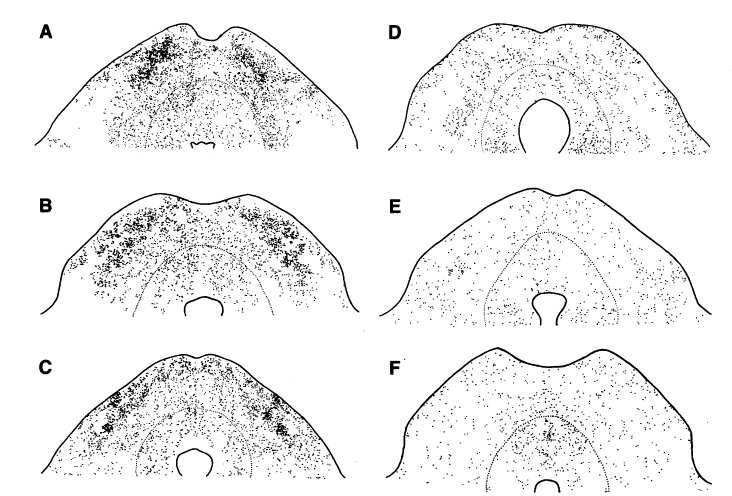 Obr. 14 Neuronální aktivita v superior colliculus u rypoše Cryptomys anselli v různých experimentálních podmínkách (jeden bod = jeden značený neuron).