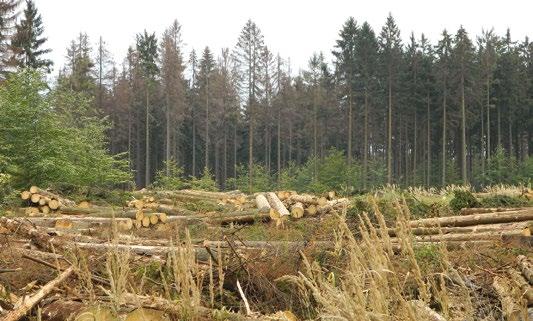 Zpravodaj ochrany lesa svazek 20/2017 hlášeno z Ústeckého kraje (743 ha), tedy z území tradičně poškozovaných Krušných hor (samotný Ústecký kraj tak vykázal cca 75 % celorepublikového objemu ztrát).