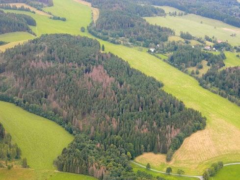 Početnost spárkaté zvěře, tedy faktor, který má v současné době největší vliv na výši poškození, se u většiny druhů zvyšuje (nepřímo to potvrzují i data týkající se ročních úhynů a odstřelů v rámci