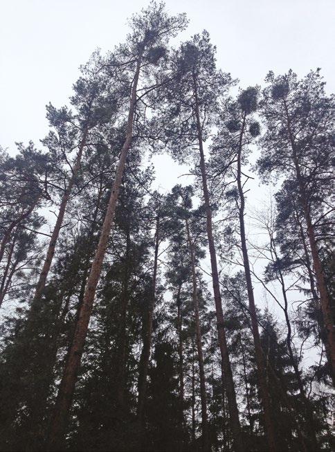 pod tenkou kůrou kmene a větví silné napadení lýkožroutem vrcholkovým (Ips acuminatus ) na přechodu tenké a silné borky výletové otvory po vývoji pilořitky na svěžím lýku lýkohub sosnový (Tomicus