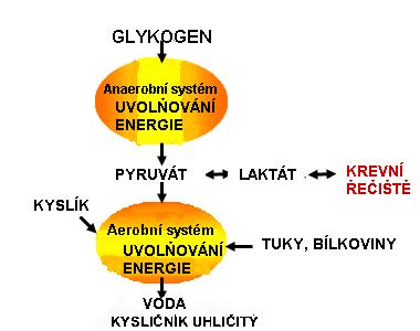 Trénoatelnost: Není příliš trénoatelný a proto se ěnuje jeho rozoji pouze málo úsilí. Vhodné yužití kreatinfosfátoého systému: Je hodný pro rychlé pohyby, sprinty, skoky a rhy.