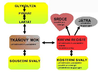 Obr. č. 5. Záislost laktátu na rychlosti běhu (www.lactate.com) Odstraňoání laktátu Hlaním konzumentem laktátu je srdeční sal. Laktát se také přetáří játrech, tz.