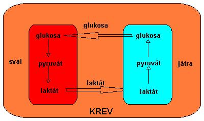 2. 6. 2. 2. Coriho cyklus Coriho cyklem se označuje propojení anaerobní glykolízy e salech s glukoneogenezí játrech. Pyruát, který zniká e salech je redukoán na laktát.