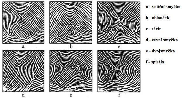 Obr. č. 10 - Základní druhy dermatoglyfů 85 Průběh papilární linie může být různý a právě tyto změny v jejím průběhu, které ji odlišují od ostatních, jsou označovány jako markaty.