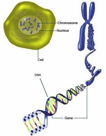 Obr. č. 13 - Struktura buňky 107 Obr. č. 14 - Struktura DNA 108 Obr.