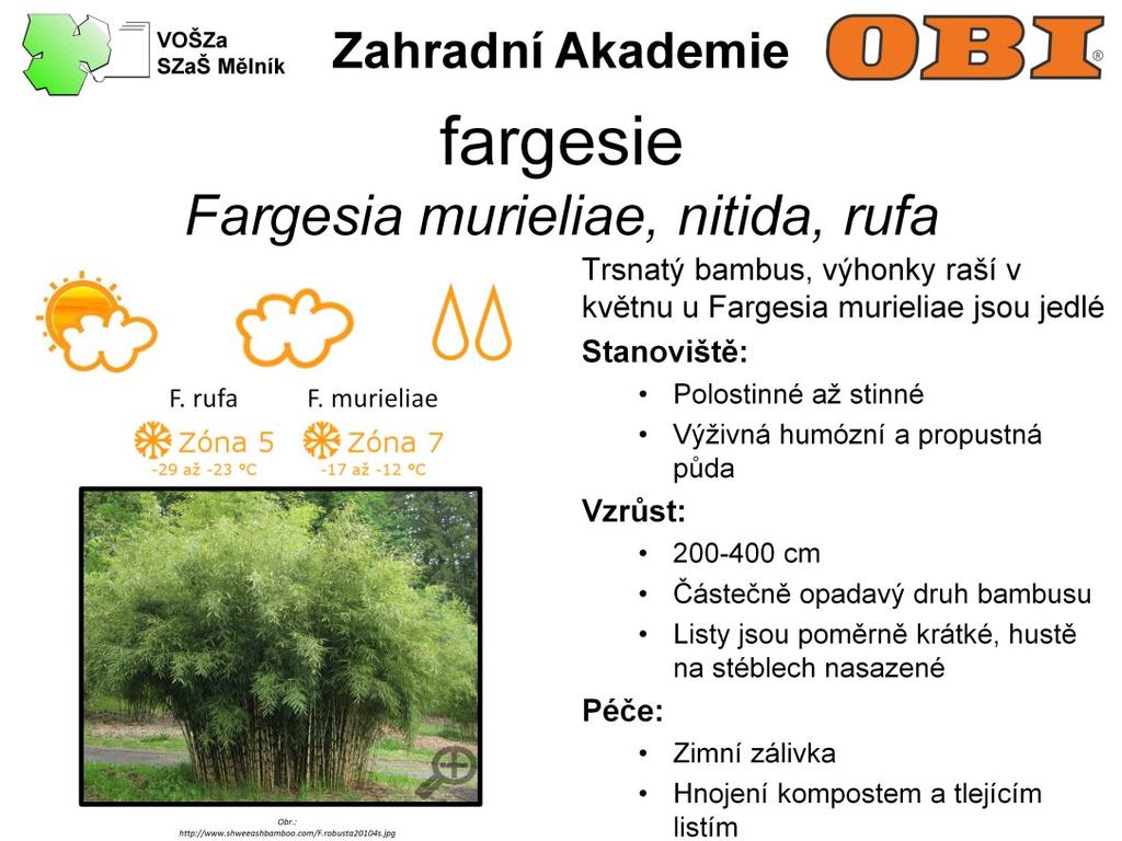 Z rodu Fargesia pochází nejmrazuvzdornější druhy bambusů. Navíc mladé výhonky u druhu Fargesia murieliae jsou jedlé. Porost vytváří trsy o výšce 2-4 m.