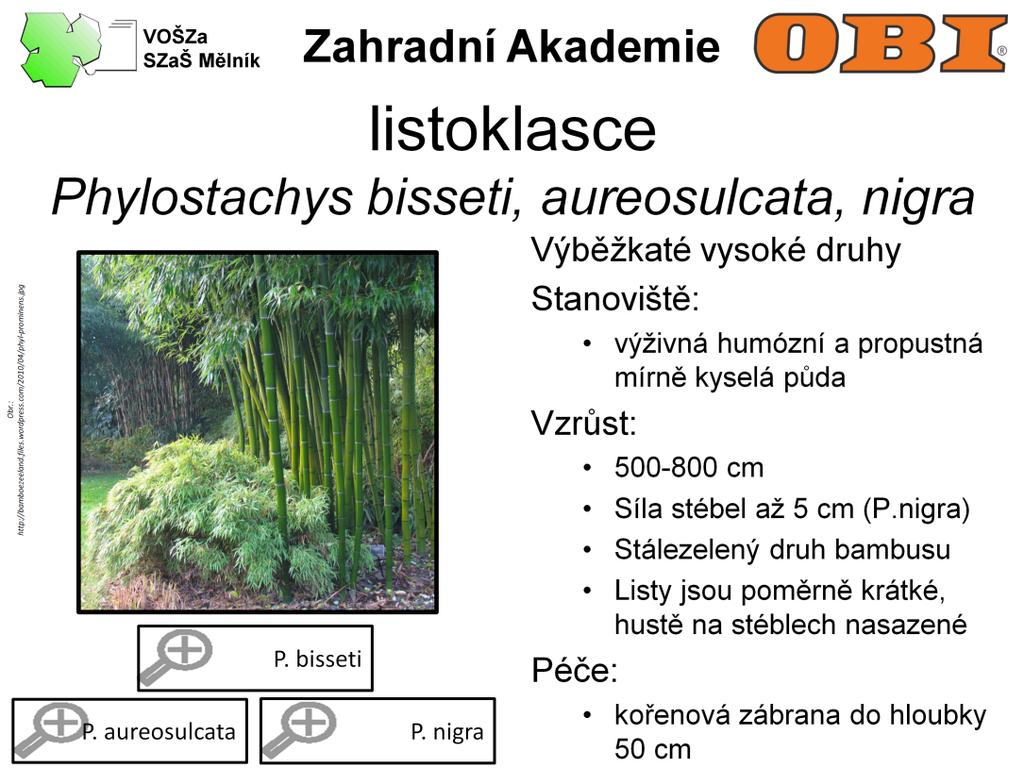 Z rodu listoklasec pochází velmi dekorativní a vysoké druhy se sílou stébla 3-5 cm. Mladé stvoly jsou u všech druhů zelené, postupem času se však vybarvují. Toto vybarvování trvá až 2 roky.