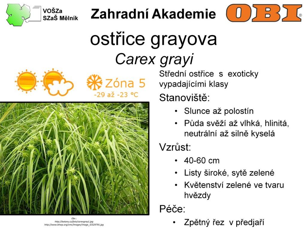 Ostřice grayova je 40-60 cm vysoká ostřice s exoticky vypadajícími klasy. Listy má široké, sytě zelené.