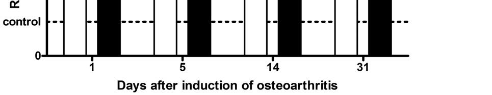 Relative expression of cyclooxygenase 1 and cyclooxygenase 2 in lumbar section of spinal cord 1, 5, 14 and 31 days after the induction of osteoarthritis (induced by injection of monoiodoacetate) as