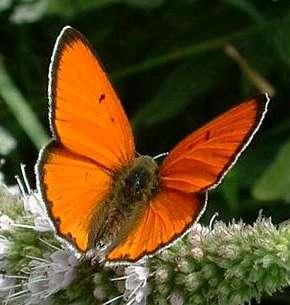 Lycaena