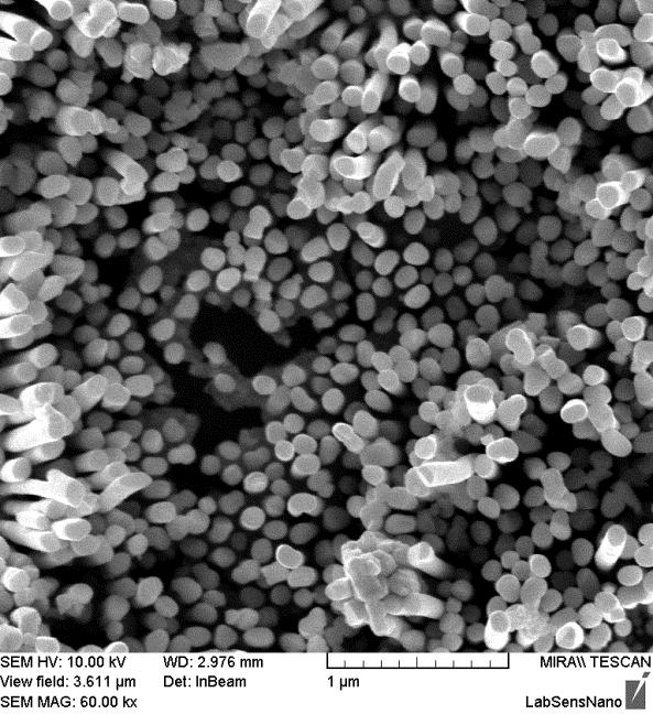 rozdílů v její tloušťce vzhledem k průměru nanopórů 40 50 nm. Průměr deponovaných nanotyčinek byl 30 65 nm a závisel na kvalitě a homogenitě rozložení průměrů jednotlivých nanopórů.