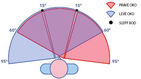 9 2. Zorné pole Zorné pole je část prostoru vnímaná okem, které fixuje předmět (bod) v jednom místě, aniž by došlo ke změně směru oka.