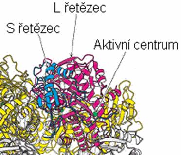 2 Ribulosa-1,5-bisfosfátkarboxylasa/oxygenasa Ribulosa-1,5-bisfosfátkarboxylasa/oxygenasa, neboli Rubisco, je nejvýznamnější enzym na Zemi, neboť všechen život závisí na jeho činnosti.