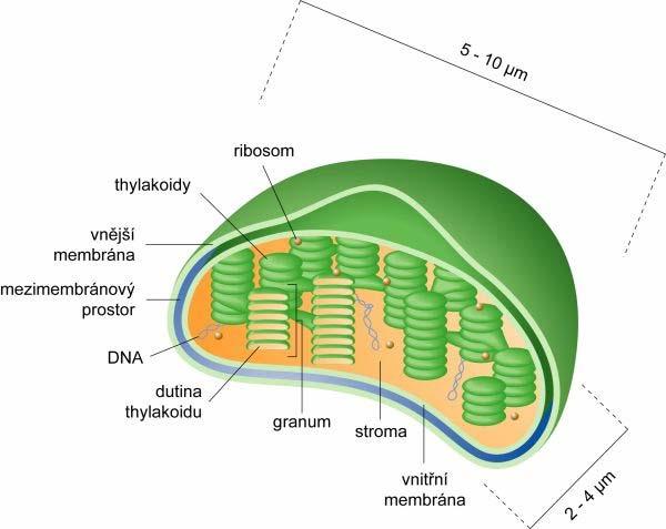 Obr. 2.1 Řez chloroplastem. Převzato z [3]. 2.1.2 Světelná fáze Prvním stupněm fotosyntézy je absorbce záření chlorofylovými molekulami, které se nacházejí na thylakoidech.
