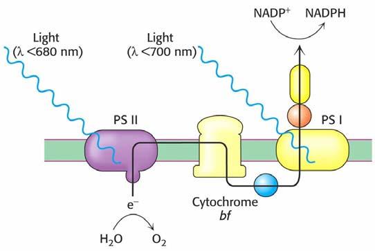 Elektrony odebrané vodě redukují P 680 a protony jsou použity při redukci NADP + fotosystému I.
