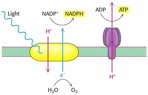 Excitované elektrony jsou převáděny přes systém oxidoreduktas zpět na molekulu chlorofylu do reakčního centra, která se tím regeneruje zpět do základního stavu.