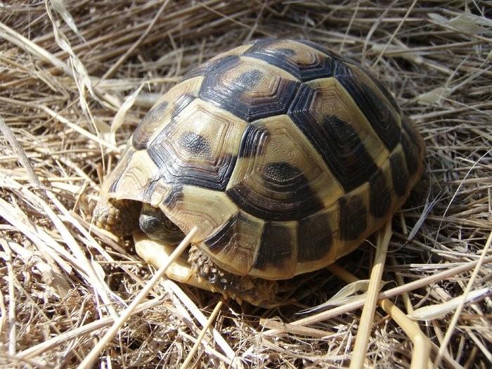 plochým - přední nohy hrabavé (při zatažení kryjí hlavu) a