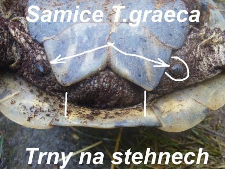 !) - vertebrální štítky výrazně širší než delší, vzácně