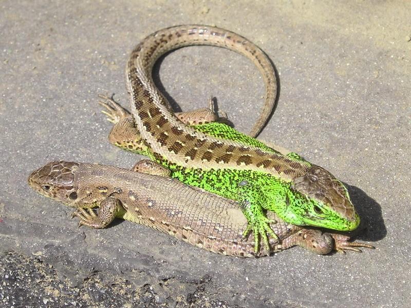 Lacerta agilis ještěrka obecná - 20-25 cm; na hřbetě