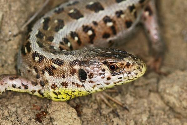 aberací erythronota, chersonensis a také melanismus - v