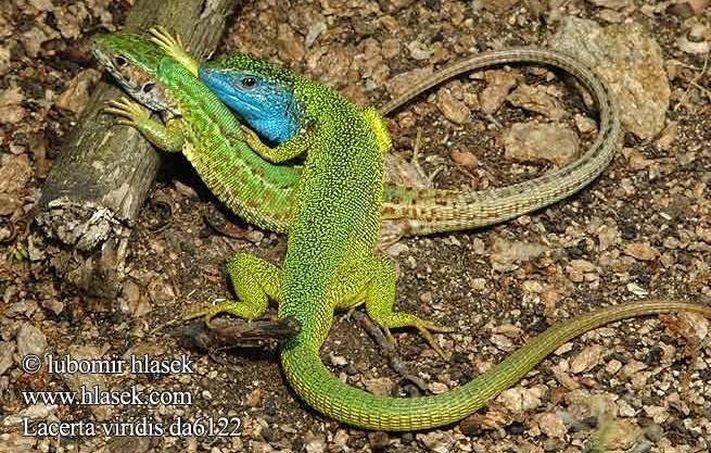 Lacerta viridis ještěrka zelená - naše největší ještěrka (25-40 cm); velmi dlouhý