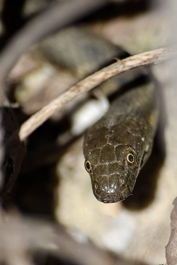 Natrix tessellata užovka podplamatá - 70-100 cm; svrchu