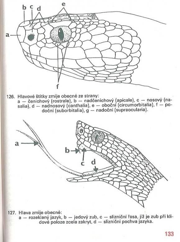 čel. Viperidae - zmijovití Vipera berus zmije obecná - 60-80 cm; zavalitý had, samci šedí,