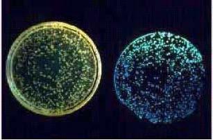 Microtox Vibrio fischerii - Mořská bakterie schopná bioluminiscenece Design: - Akutní -