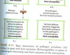 specifický proteinový RECEPTOR na rostlinném povrchu a produktem