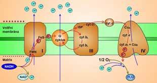 ELEKTRONOVÝ TRANSPORTNÍ ŘETĚZEC: Elektrony jsou uvolňovány z molekul při glykolýze a Krebsově cyklu (uloženy do koenzymů NADH, NADPH a FADH 2 ) a následuje jejich předání na sérii cytochromů na