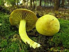 jpg Špička kolovitá Marasmius rotula http://www.