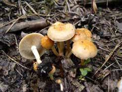 ru/fungi/submitted/mvk/pholiota_highlandensis_mvk_20040718.