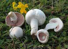 jpg Agaricus arvensis Pečárka ovčí http://www.