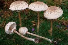 jpg Pečárka polní Agaricus campestris http://www.