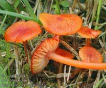 org/agaricales/hygrocybe_chlorophana_dscf0087.