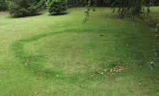 j PG/220px-Fairy_Ring_0004.