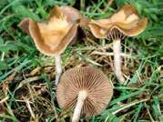 BASIDIOMYCOTA http://www.mykoweb.com/caf/photos/large/psilocybe_cyanescens(fs-01).jpg Psilocybe sp. (Lysohlávka) Foto: B. Mieslerová http://cdn.c.photoshelter.