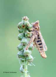 uk/revellphotography/fauna/highslide/images/large/entomophth