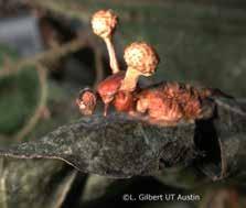 Mravenec napadený druhem Cordyceps lloydii http://www.utexas.