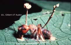 Tarantula napadený r. Cordyceps http://2.bp.blogspot.