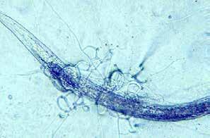 NEMATOFÁGNÍ HOUBY - DEUTEROMYCOTA Několik druhů rodu Arthrobotrys (Hyphomycetes) má specializované adhezivní (lepivé) boční myceliální větve na jejich