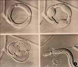 Stahující se oka jsou nejpromyšlenějším způsobem lovení hlístů. Jsou produkovány nejméně 12 druhy skupiny Hyphomycetes, hlavně druhy rodu Arthrobotrys.