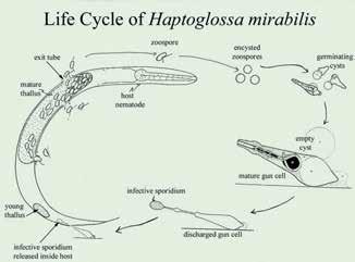 Rod Haptoglossa (Oomycota) je unikátní mezi houbami. Vypouští z velkých sporangií, které se vyvíjejí v těle hlísta, spory, které mají harpunovité buňky.