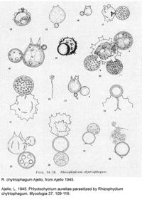 HOUBOVÍ PARAZITÉ JINÝCH HUB CHYTRIDIOMYCOTA Někteří zástupci skupiny Chytridiomycota mohou napadat jiné vodní plísně nebo jiné Chytridiomycota Rhizophydium chytriophagum