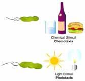 NEGATIVNÍ CHEMITROPISMUS - růst pryč od prostředí s příliš velkou koncentrací látek POZITIVNÍ HYDROTROPISMUS - růst směrem k místům s vyšší koncentrací (dostupností) vody Podobné jevy se vyskytují i