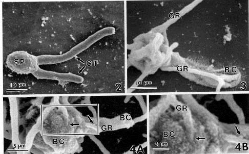 HOUBOVÍ PARAZITÉ JINÝCH HUB - DEUTEROMYCOTA Infekce konidií a klíčního vlákna plísně šedé Botrytis